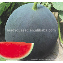 AW021 Dafo different types of seeds dark green hybrid watermelon seeds